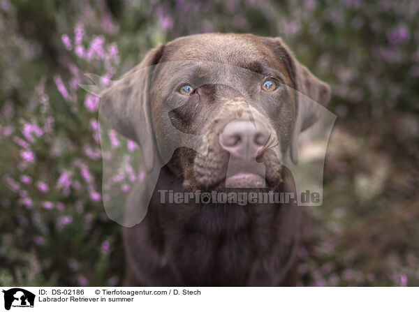 Labrador Retriever im Sommer / Labrador Retriever in summer / DS-02186