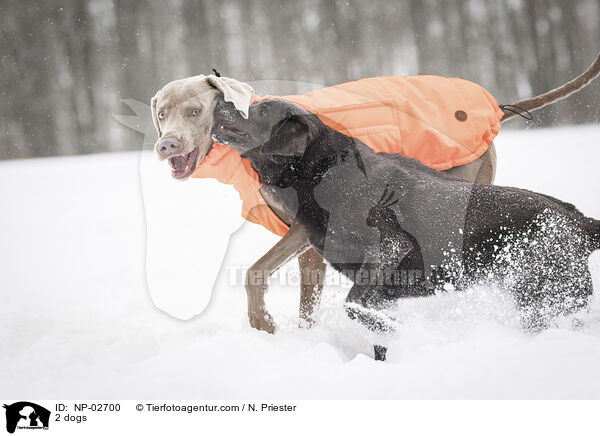 2 Hunde / 2 dogs / NP-02700