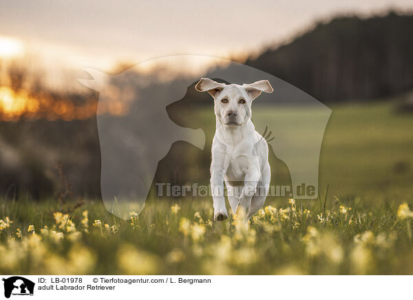 erwachsener Labrador Retriever / adult Labrador Retriever / LB-01978