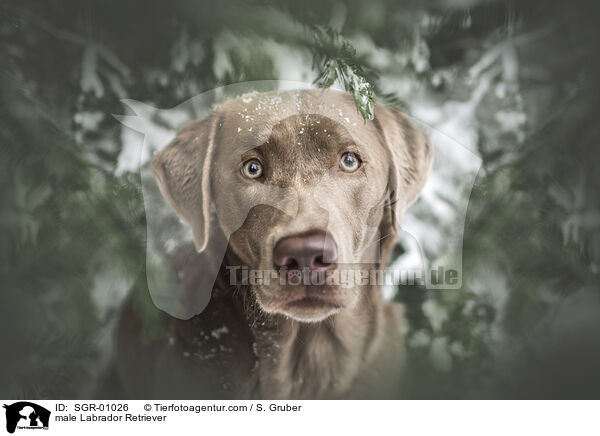male Labrador Retriever / SGR-01026