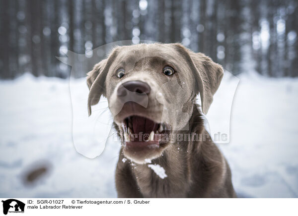 male Labrador Retriever / SGR-01027