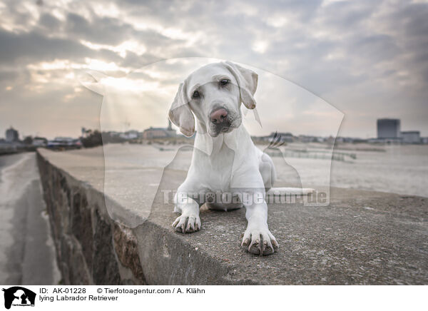liegender Labrador Retriever / lying Labrador Retriever / AK-01228