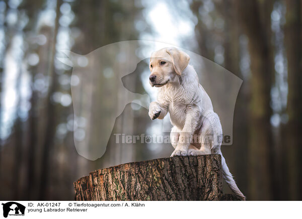 young Labrador Retriever / AK-01247