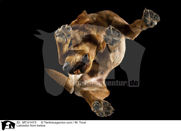 Labrador from below / MT-01475