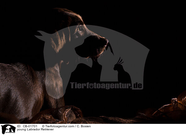 young Labrador Retriever / CB-01701
