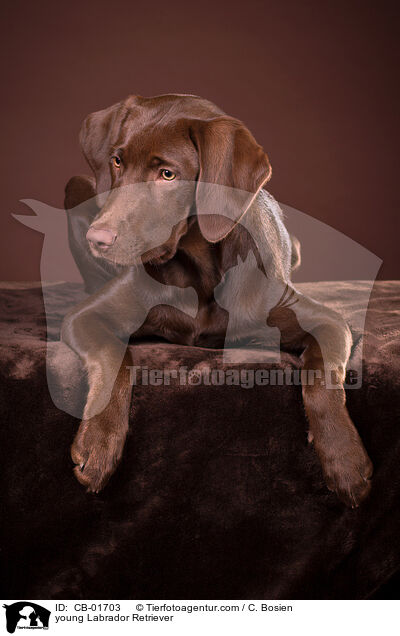 young Labrador Retriever / CB-01703