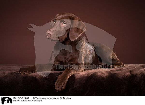 young Labrador Retriever / CB-01707