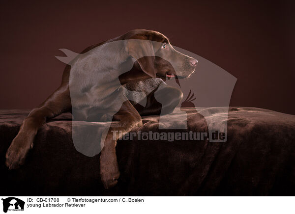 young Labrador Retriever / CB-01708
