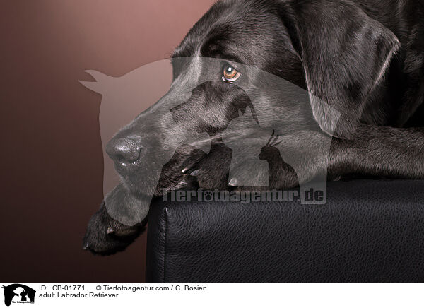 adult Labrador Retriever / CB-01771