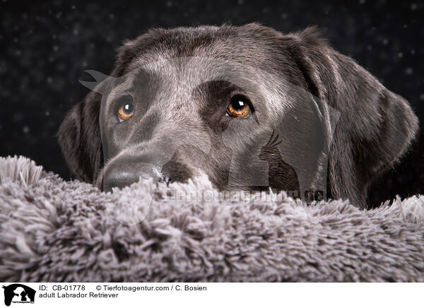 adult Labrador Retriever / CB-01778