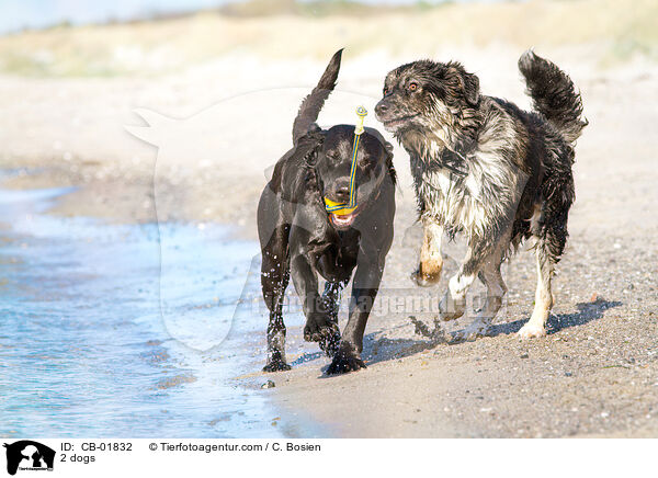 2 dogs / CB-01832