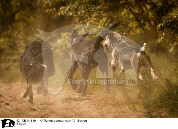 3 dogs / CB-01839