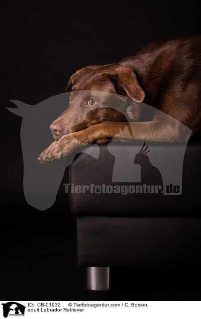 adult Labrador Retriever / CB-01932