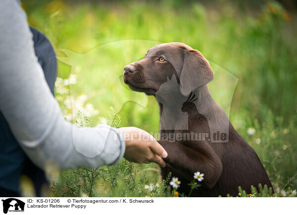 Labrador Retriever Puppy / KS-01206