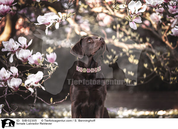 female Labrador Retriever / SIB-02305
