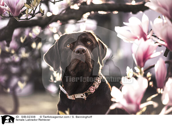 female Labrador Retriever / SIB-02308