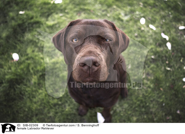 female Labrador Retriever / SIB-02309