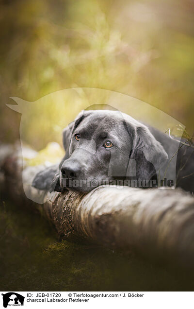 charcoal Labrador Retriever / JEB-01720