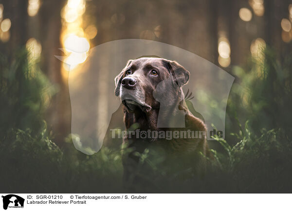 Labrador Retriever Portrait / SGR-01210