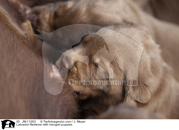 Labrador Retriever with mongrel puppies / JM-11263