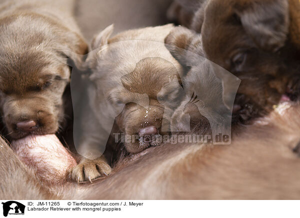 Labrador Retriever with mongrel puppies / JM-11265