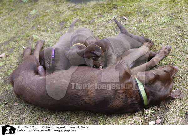 Labrador Retriever with mongrel puppies / JM-11266