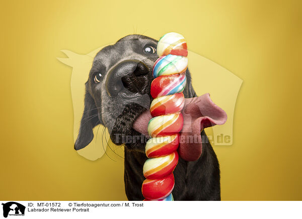 Labrador Retriever Portrait / Labrador Retriever Portrait / MT-01572