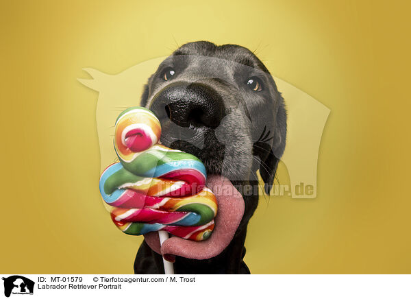 Labrador Retriever Portrait / Labrador Retriever Portrait / MT-01579