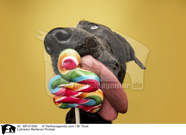 Labrador Retriever Portrait / Labrador Retriever Portrait / MT-01580