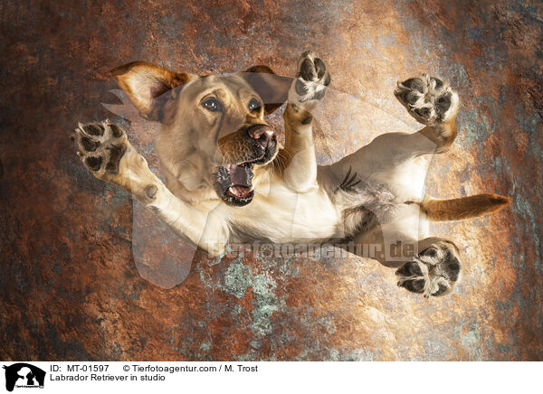 Labrador Retriever in studio / MT-01597
