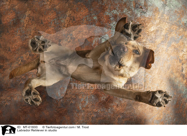 Labrador Retriever im Studio / Labrador Retriever in studio / MT-01600