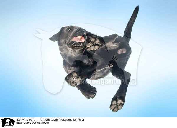 male Labrador Retriever / MT-01617