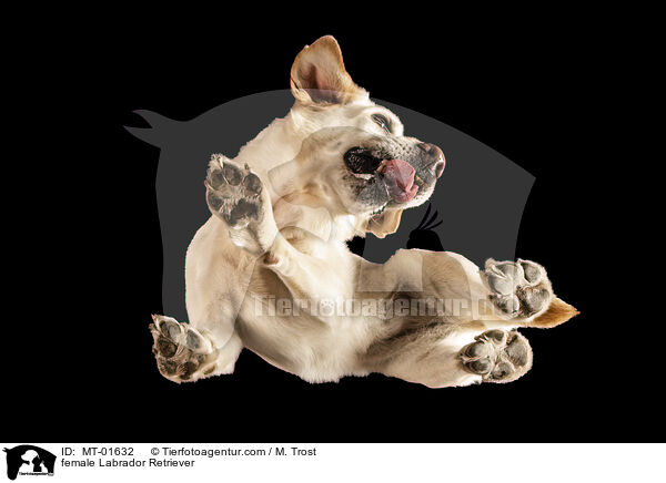 female Labrador Retriever / MT-01632
