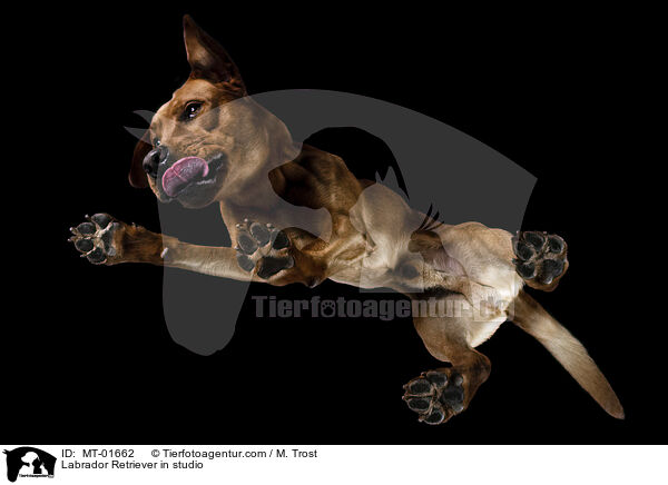 Labrador Retriever in studio / MT-01662