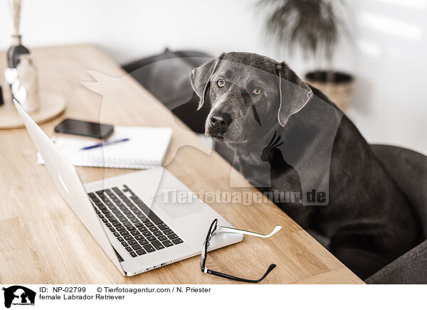 Labrador Retriever Hndin / female Labrador Retriever / NP-02799