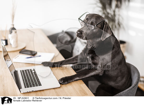 Labrador Retriever Hndin / female Labrador Retriever / NP-02801