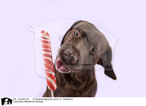 Labrador Retriever Portrait / LH-02172