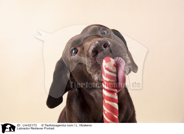Labrador Retriever Portrait / LH-02173