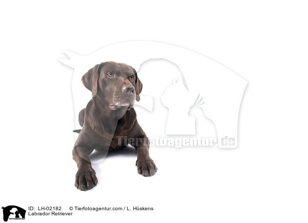 Labrador Retriever / LH-02182