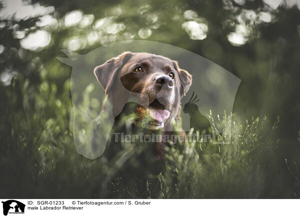 Labrador Retriever Rde / male Labrador Retriever / SGR-01233