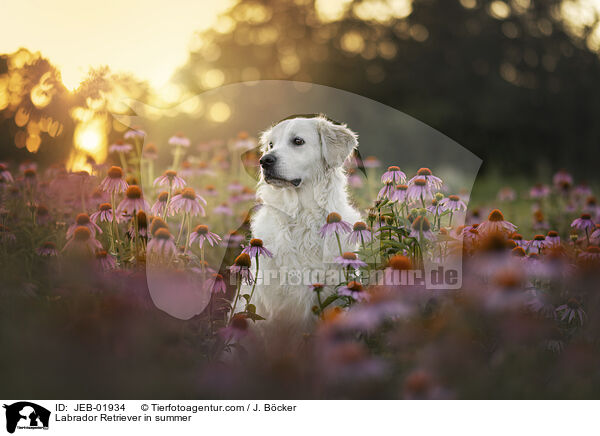 Labrador Retriever in summer / JEB-01934