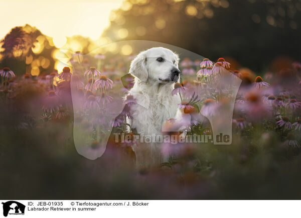Labrador Retriever im Sommer / Labrador Retriever in summer / JEB-01935