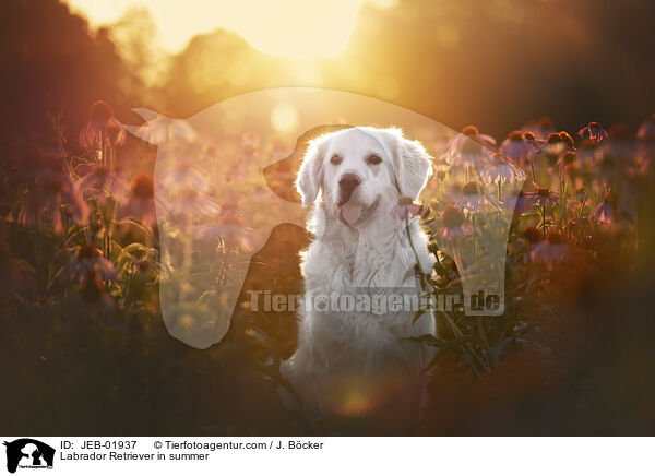 Labrador Retriever im Sommer / Labrador Retriever in summer / JEB-01937