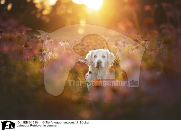 Labrador Retriever im Sommer / Labrador Retriever in summer / JEB-01938