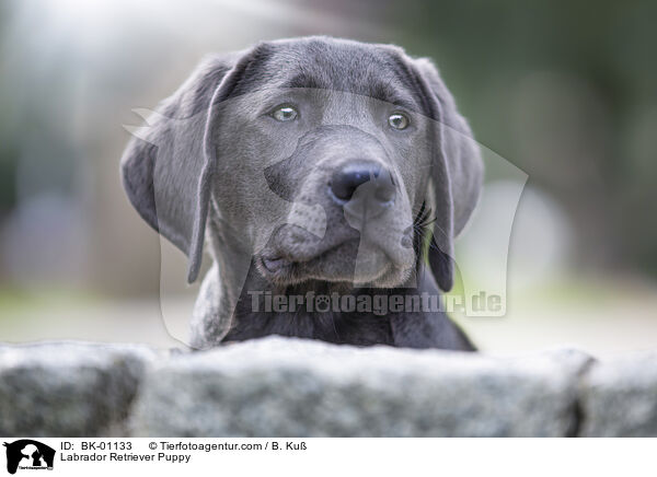 Labrador Retriever Puppy / BK-01133