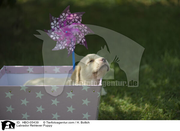 Labrador Retriever Welpe / Labrador Retriever Puppy / HBO-05439