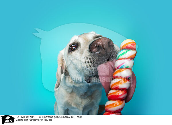 Labrador Retriever im Studio / Labrador Retriever in studio / MT-01781