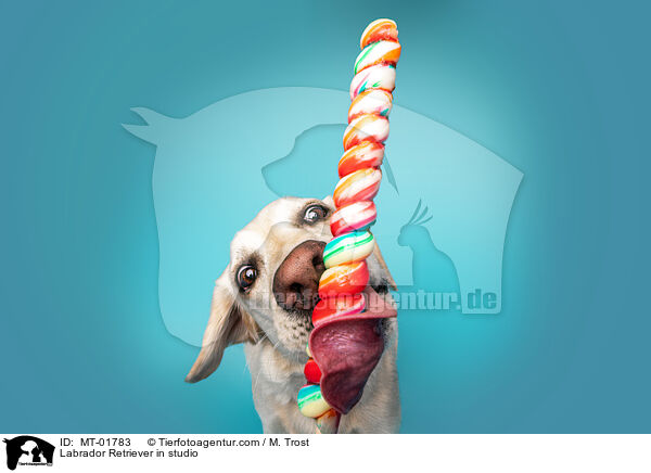 Labrador Retriever im Studio / Labrador Retriever in studio / MT-01783