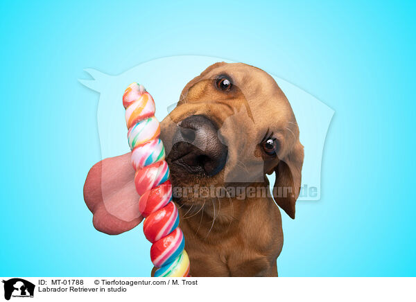 Labrador Retriever im Studio / Labrador Retriever in studio / MT-01788