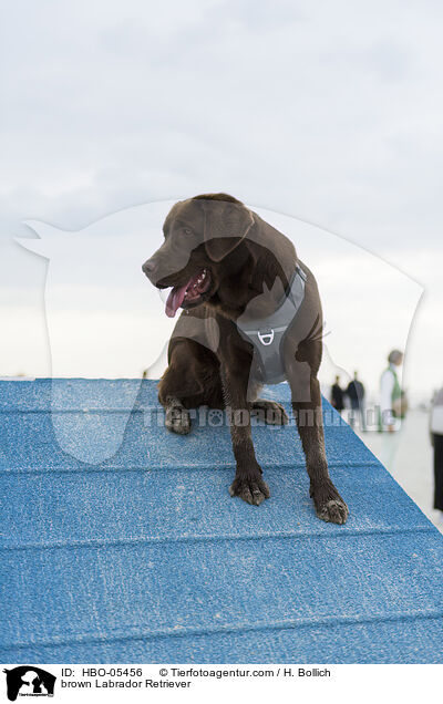 brauner Labrador Retriever / brown Labrador Retriever / HBO-05456